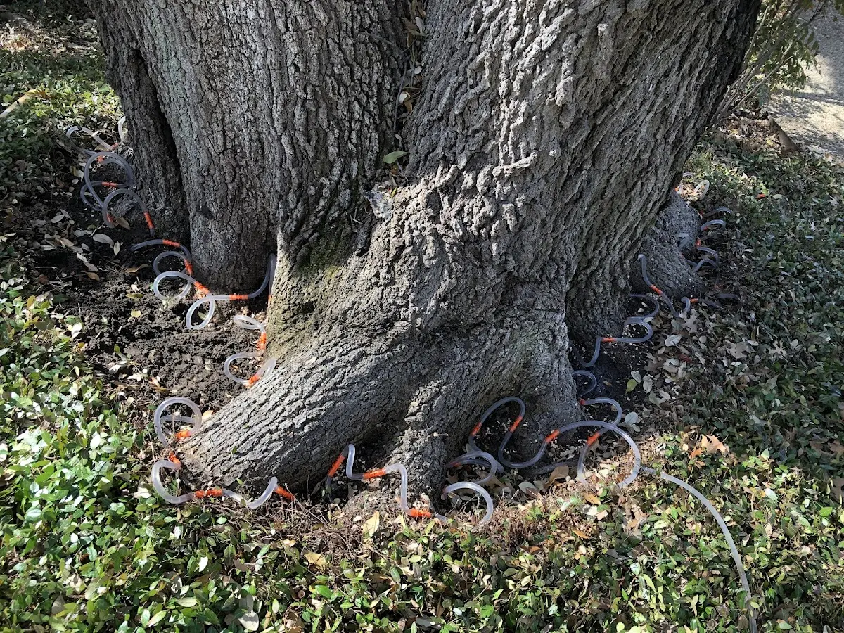 Detailed Tree Cabling and Bracing job site in Framingham