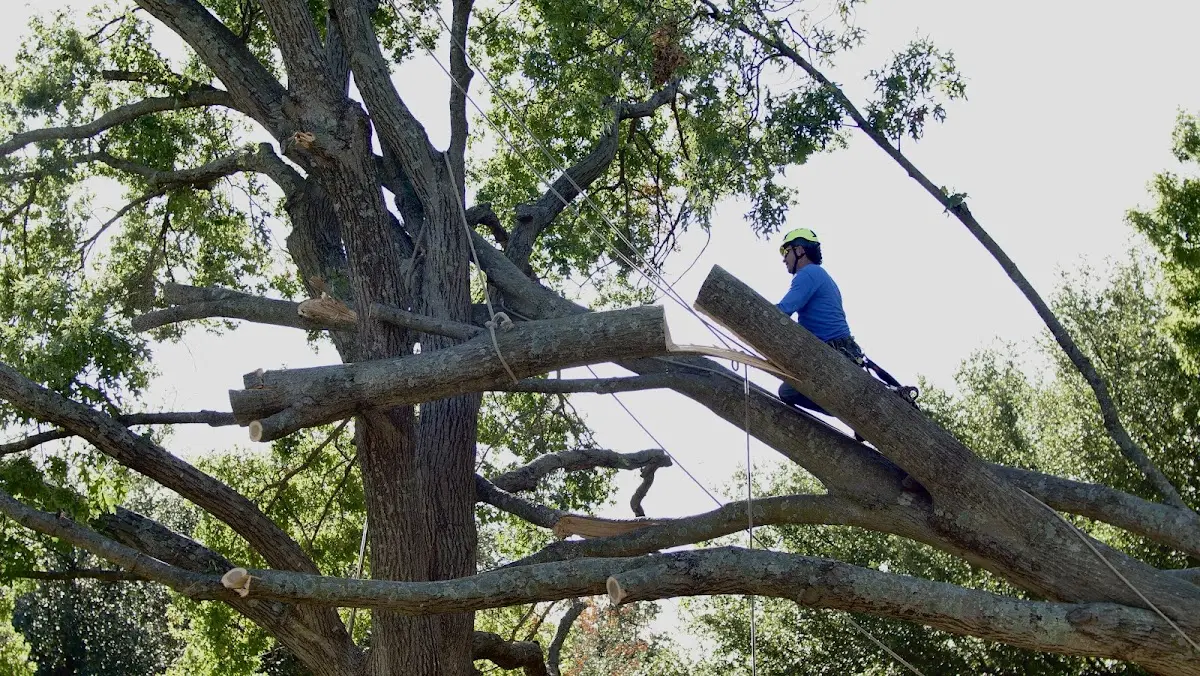 Professional Crown Thinning performed by certified arborists in Framingham